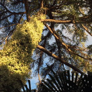 Le cèdre centenaire du restaurant le Carré d'Art à Nîmes